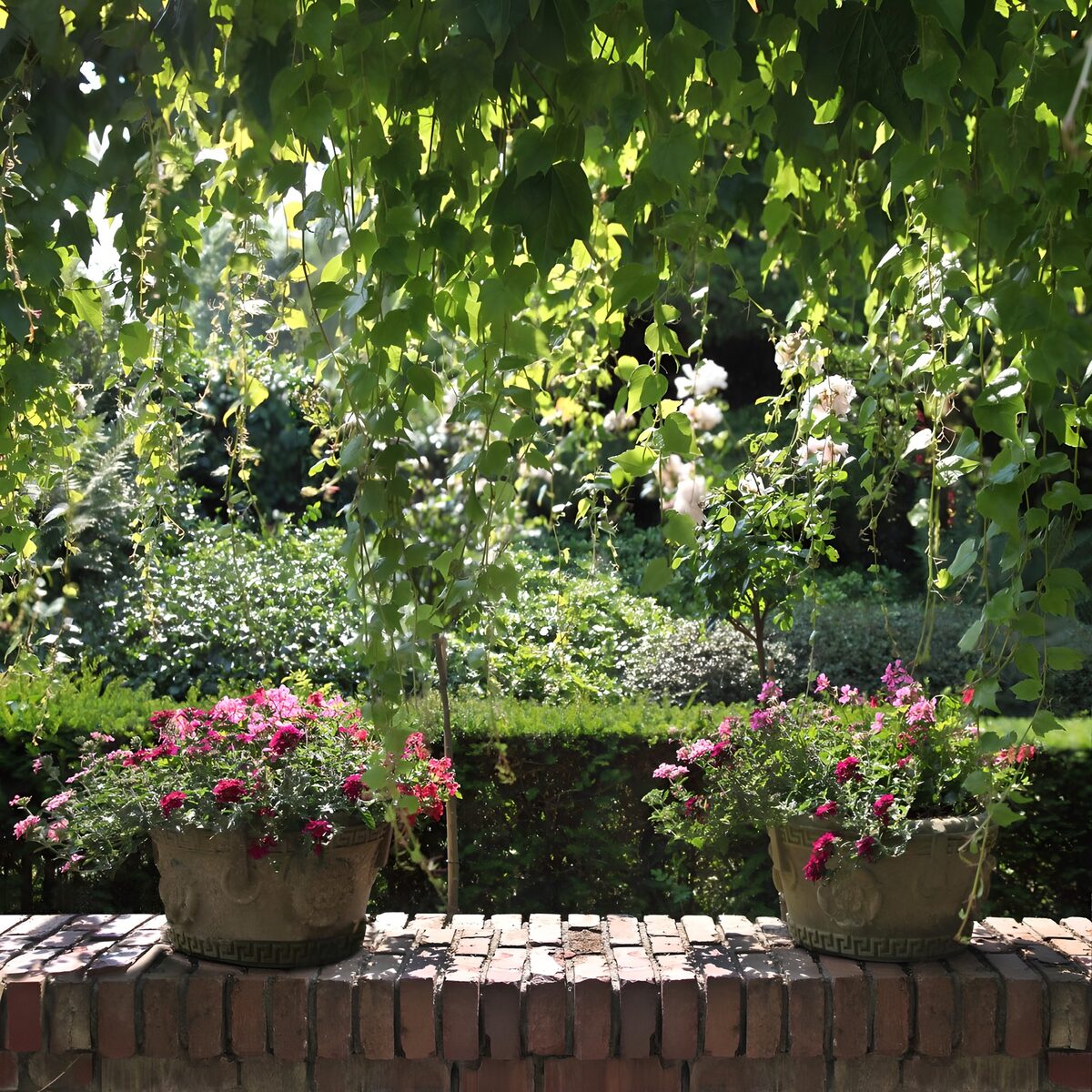 OCUK38045: Lush Garden Pots in Bright Sunlight