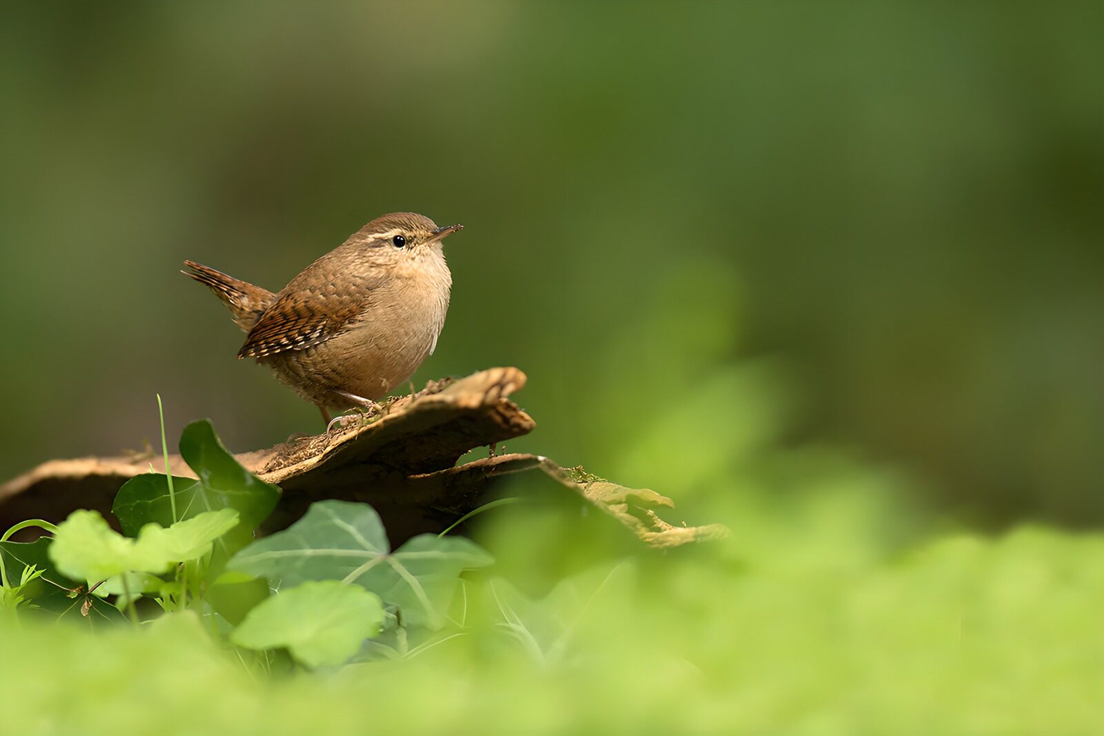 OCUK38724: Charming Wren in Nature's Embrace