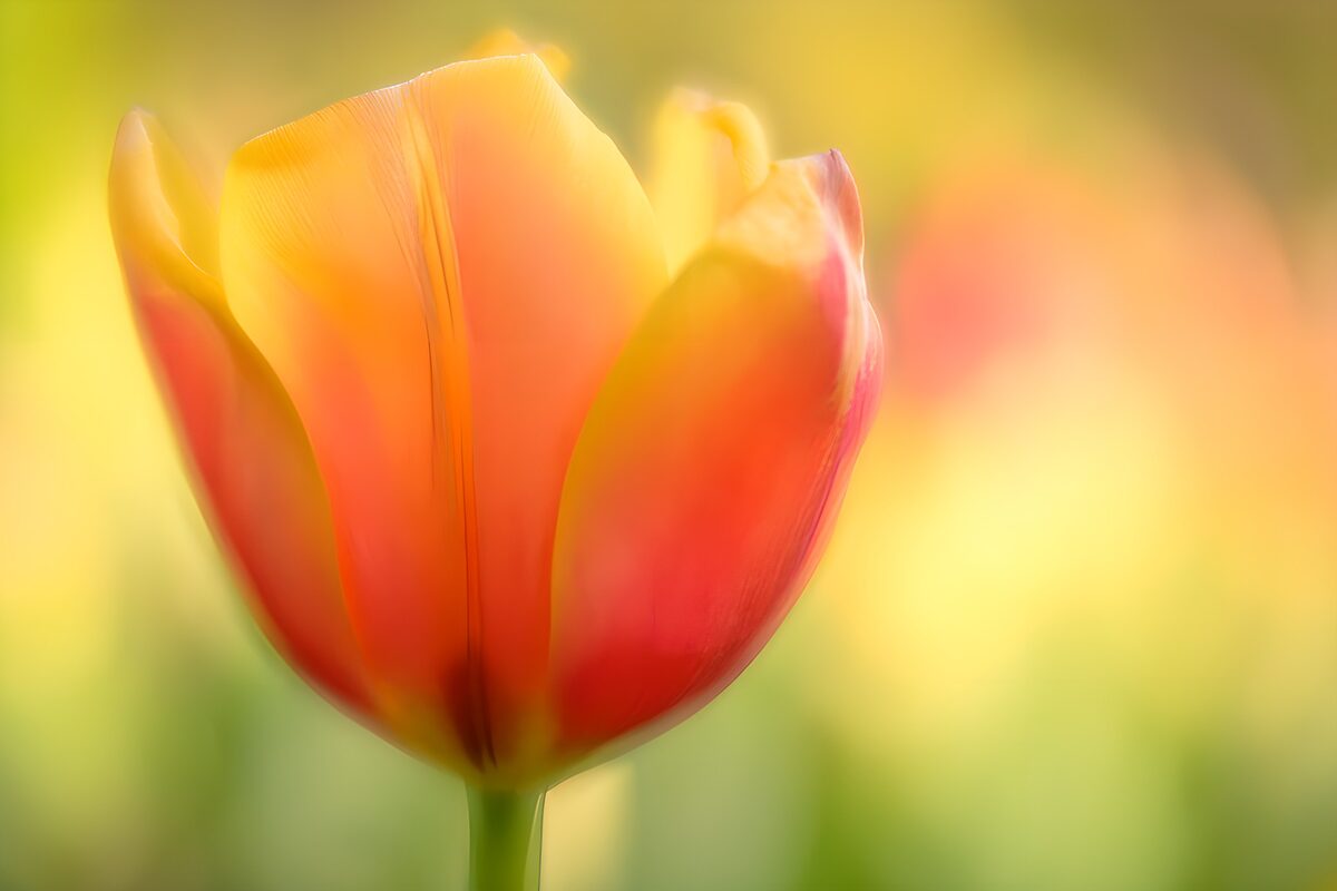 OCUK32497: Vibrant Tulip in Soft Focus