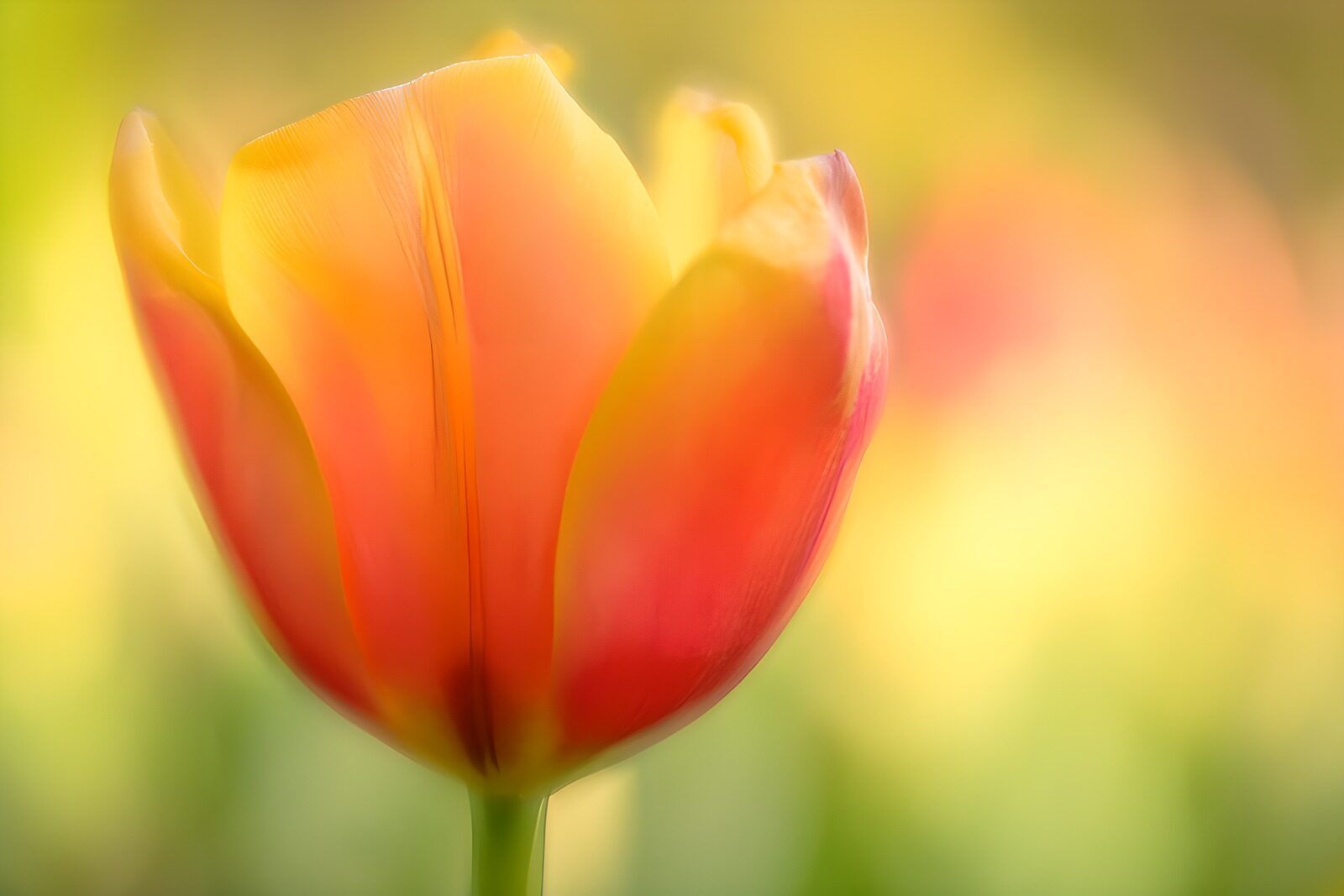 OCUK32497: Vibrant Tulip in Soft Focus