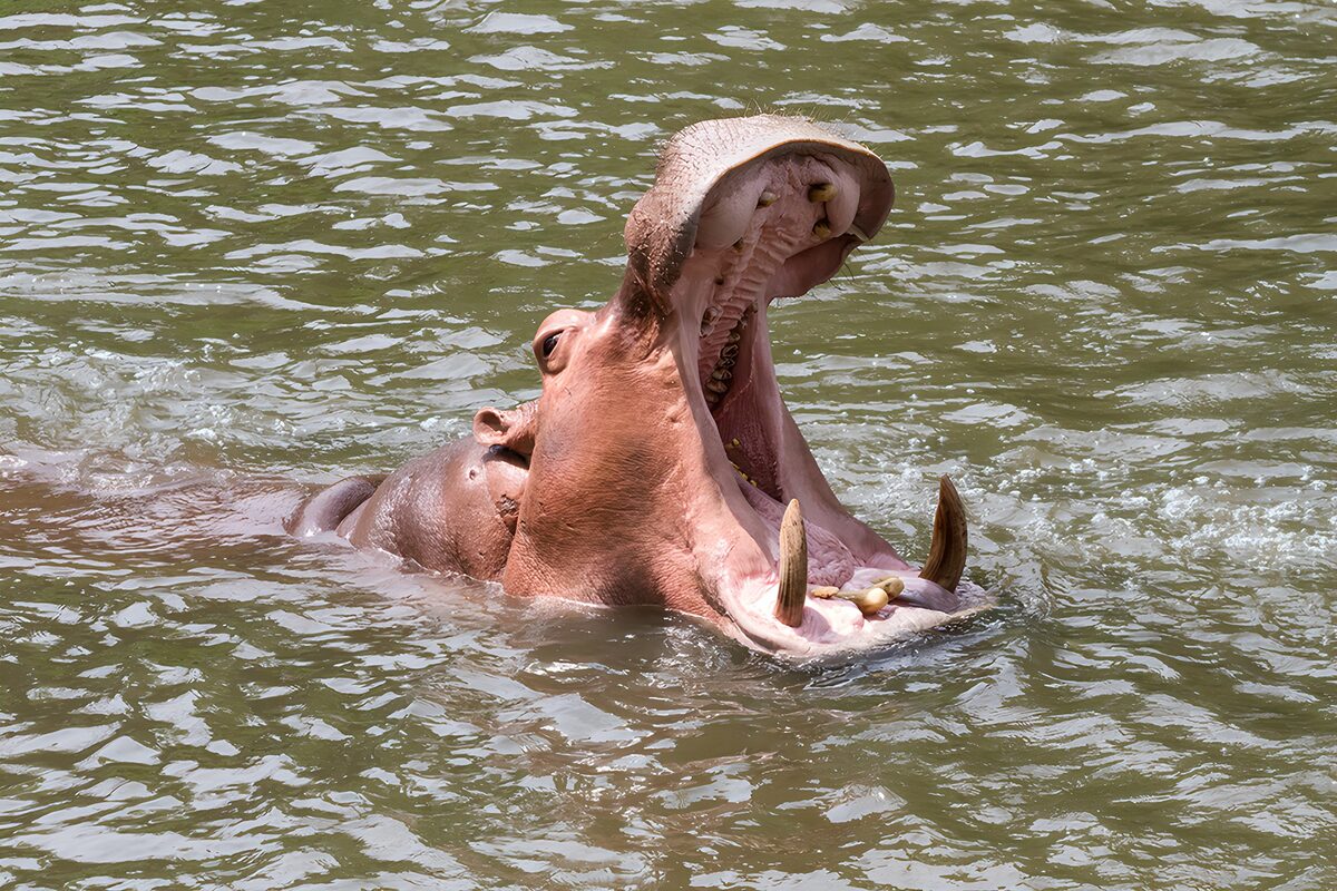 Yawning Hippo in the Water