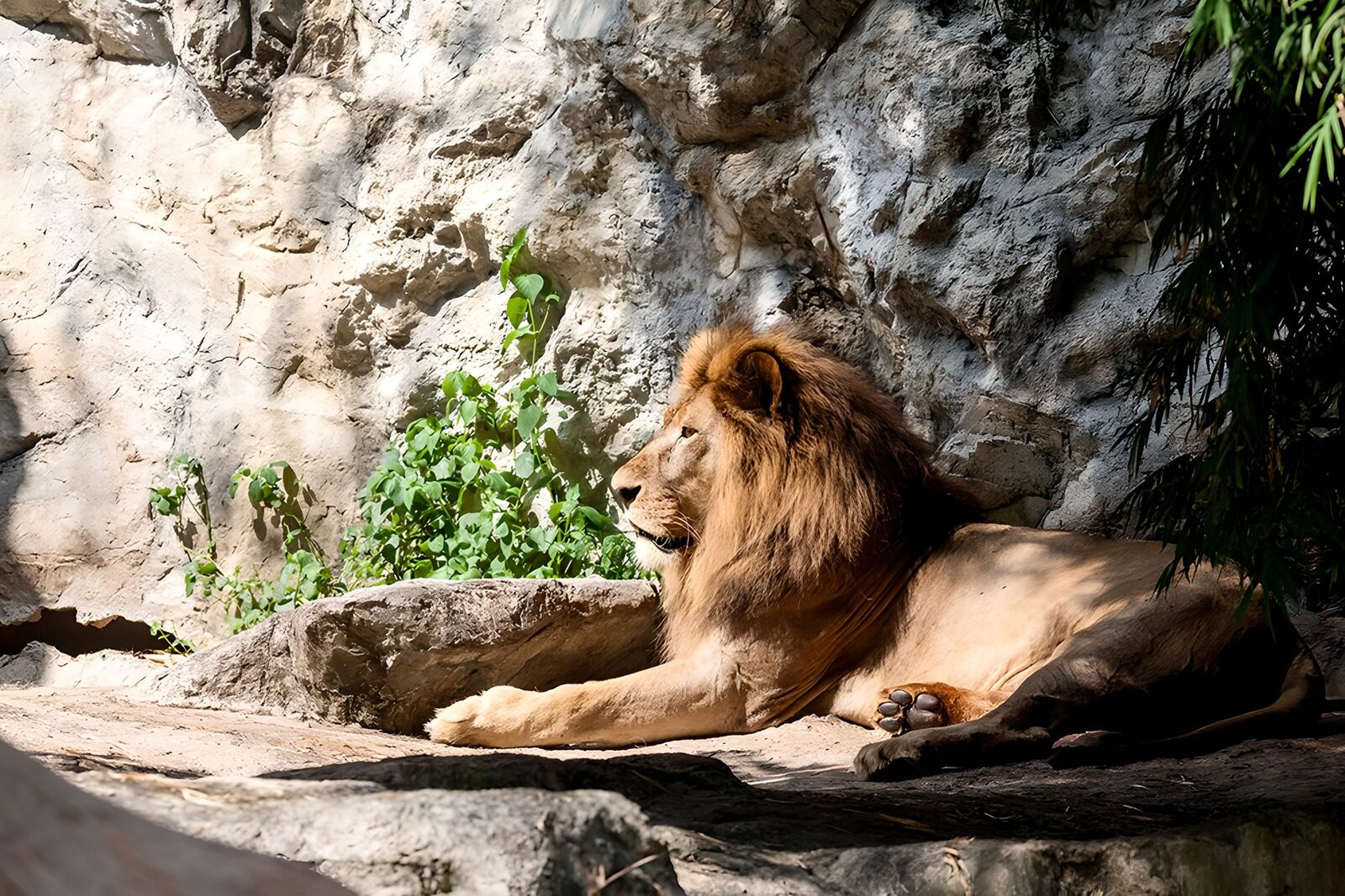 OCUK98993: Majestic Lion in the Sunlight