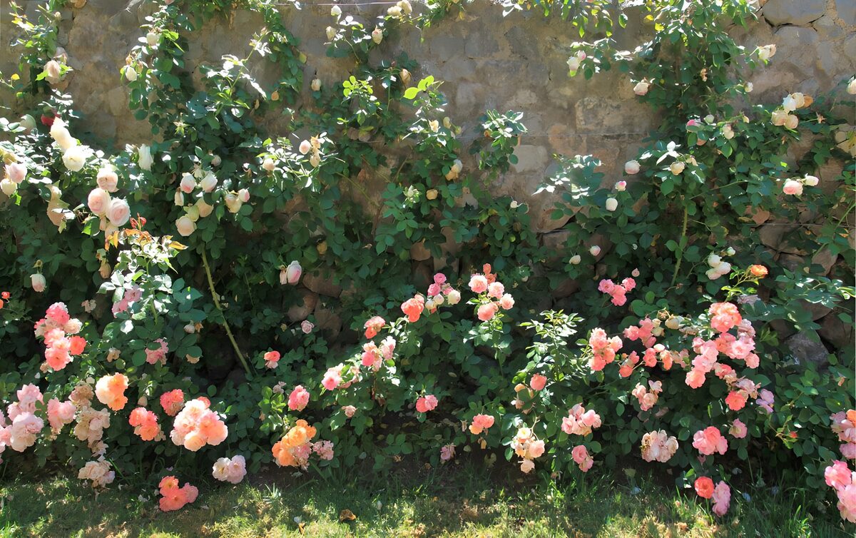 OCUK22058: Blooming Roses Against a Stone Wall