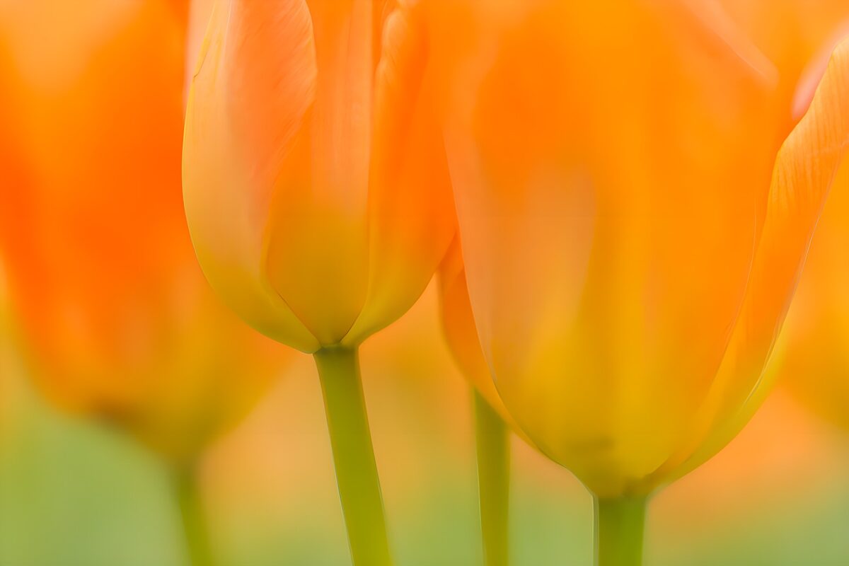 OCUK11665: Radiant Orange Tulips in Bloom