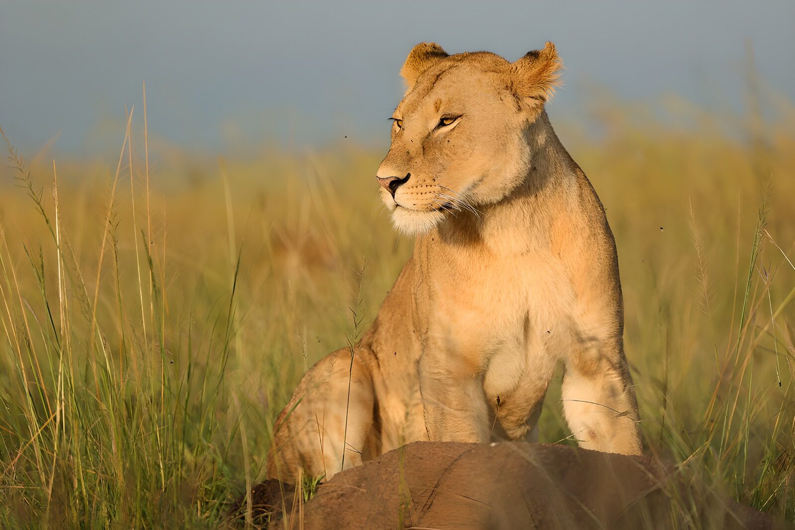 OCUK11610: Majestic Lioness in the Grasslands