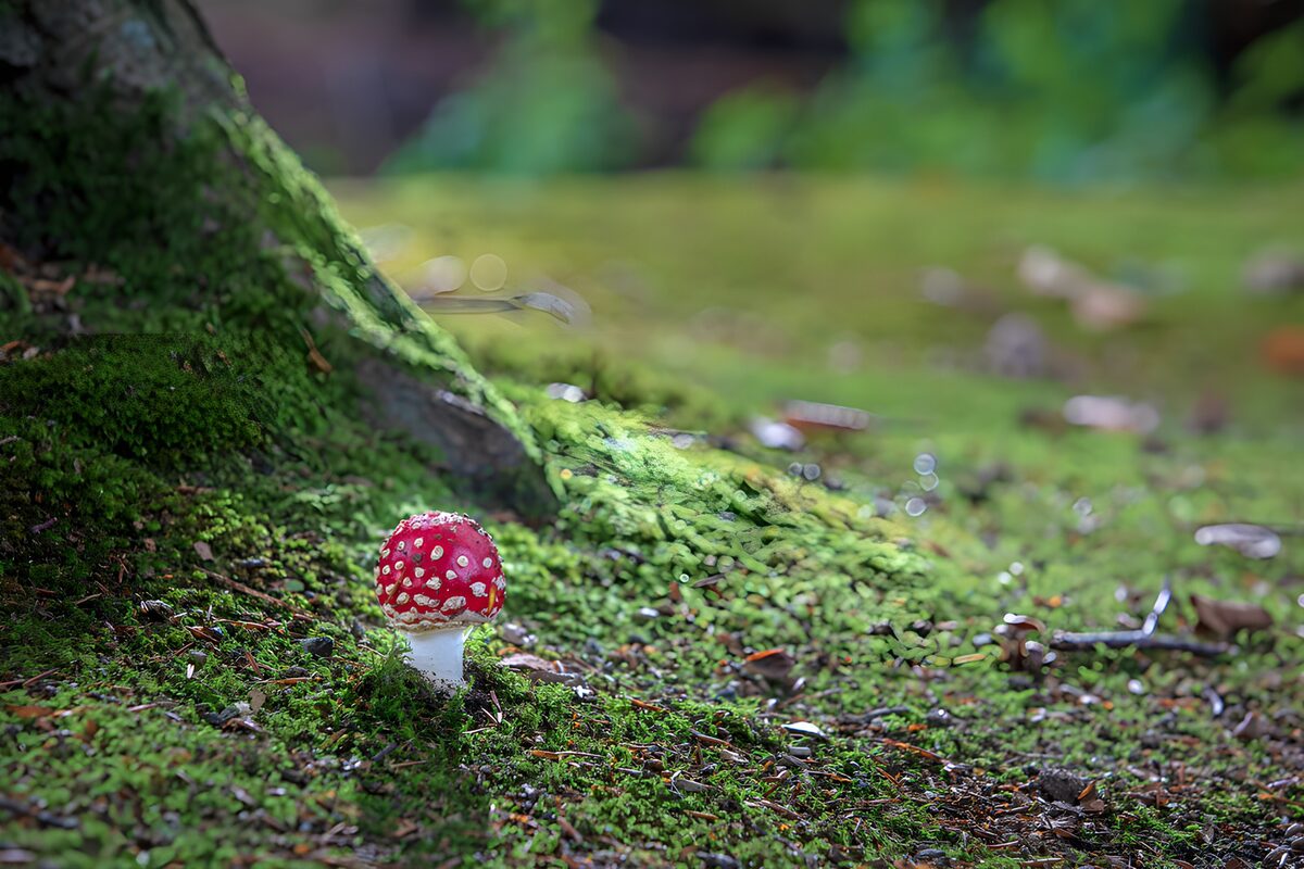 OCUK46736: Vibrant Red Mushroom in Forest