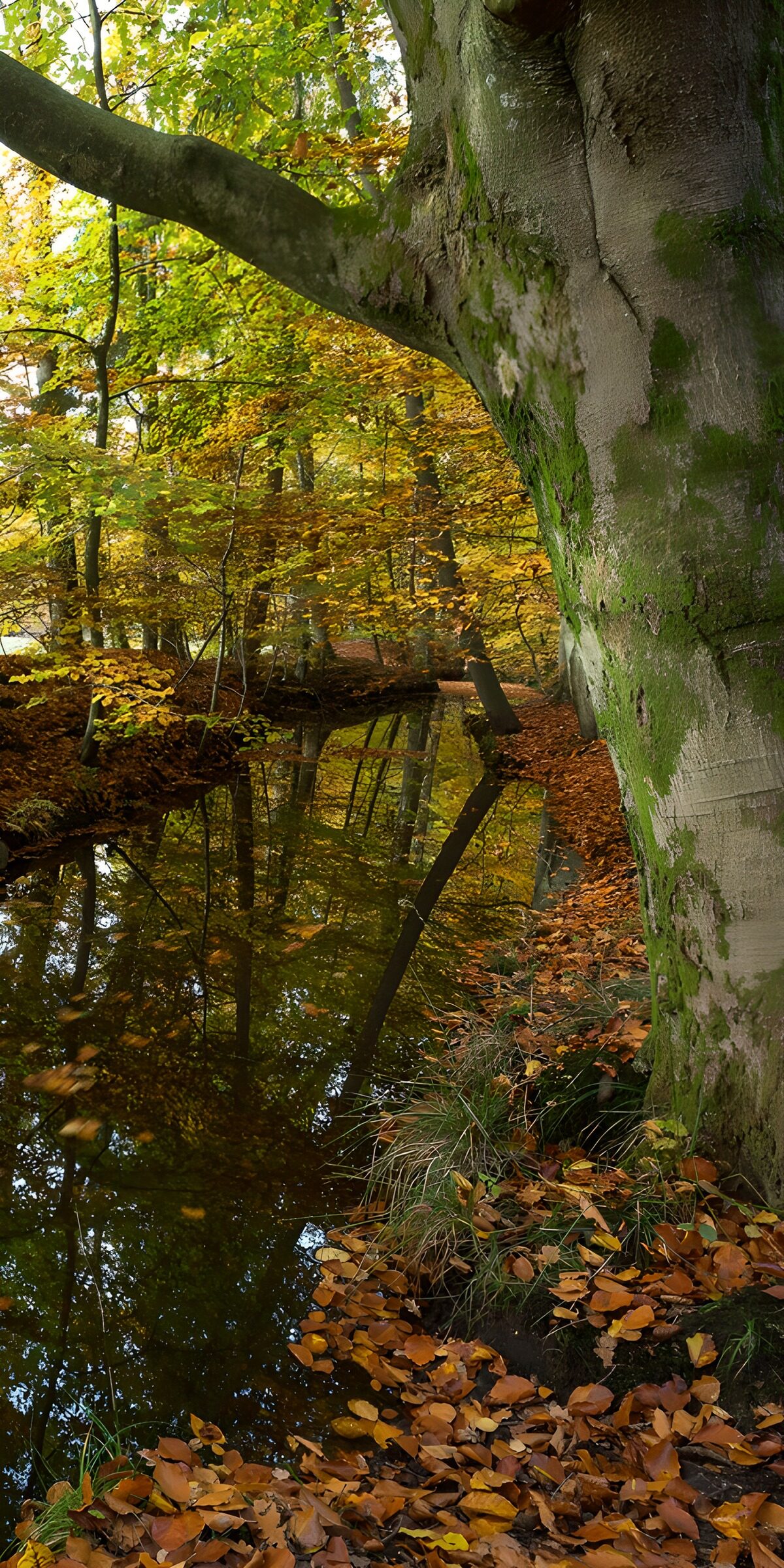 OCUK43210: Autumn Reflections in a Peaceful Forest