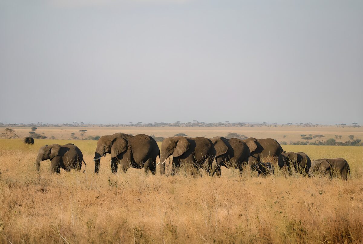 OCUK15587: Elephants Walking in the Savannah