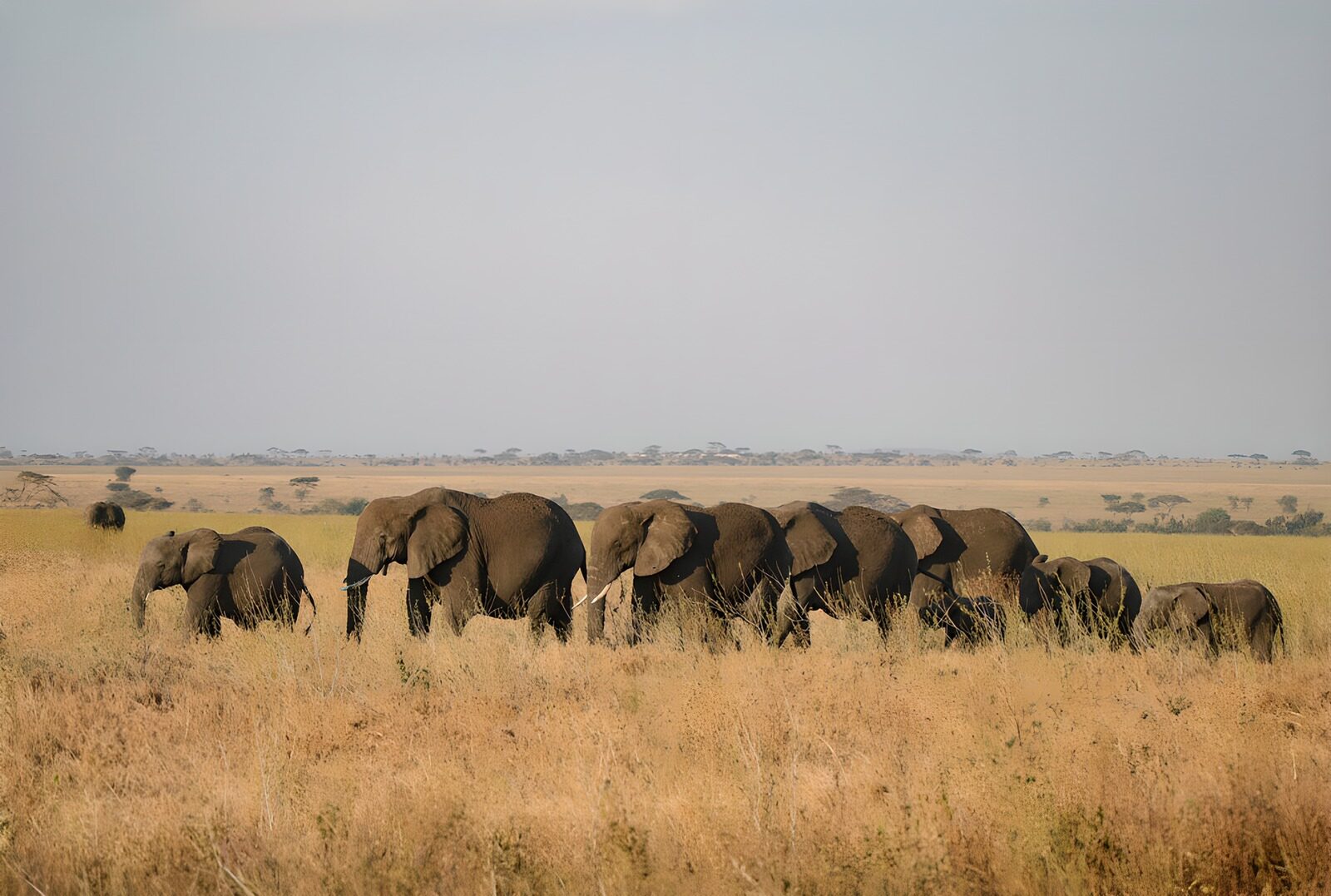 OCUK15587: Elephants Walking in the Savannah
