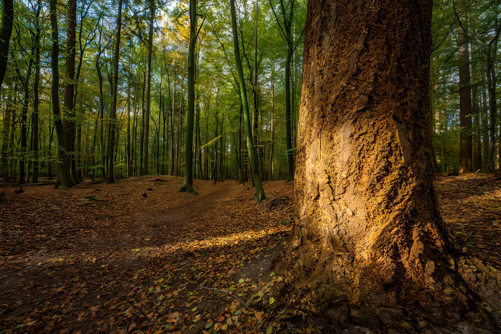 OCUK52678: Tranquil Autumn Forest Path