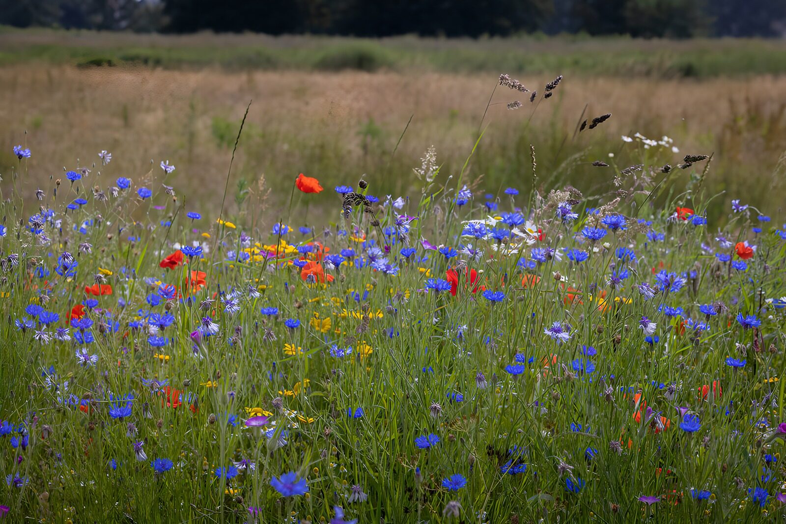 OCUK68295: Vibrant Wildflower Meadow in Bloom