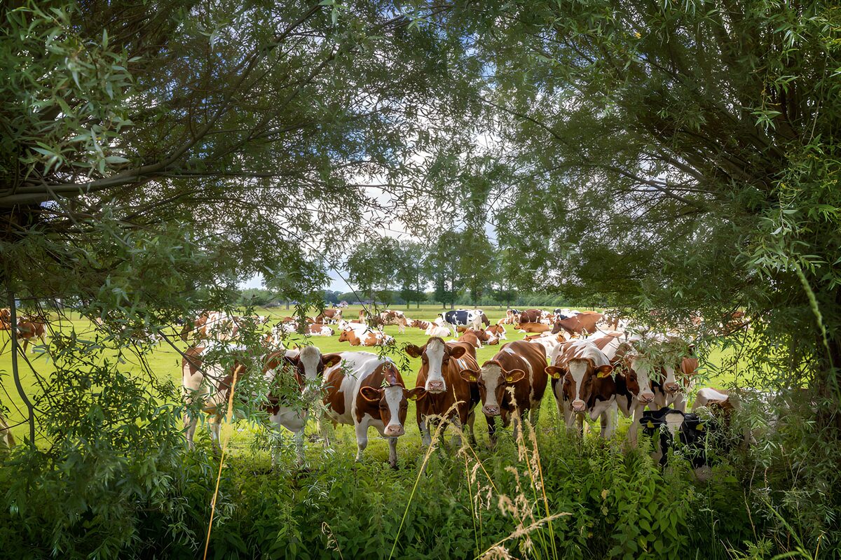 OCUK75066: Cows Grazing in a Green Meadow