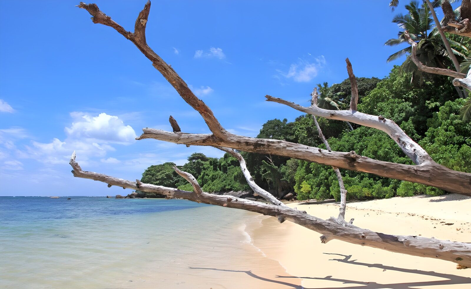 OCUK60147: Tranquil Beach with Driftwood