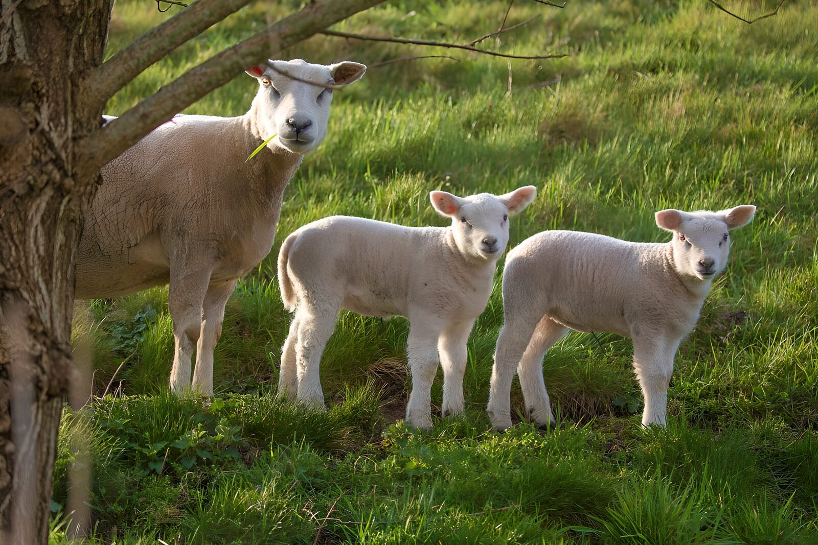 OCUK55386: A mom with her lambs