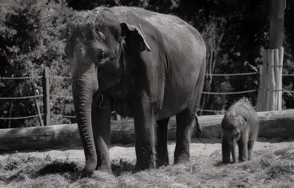 Mother and Baby Elephants in Black and White