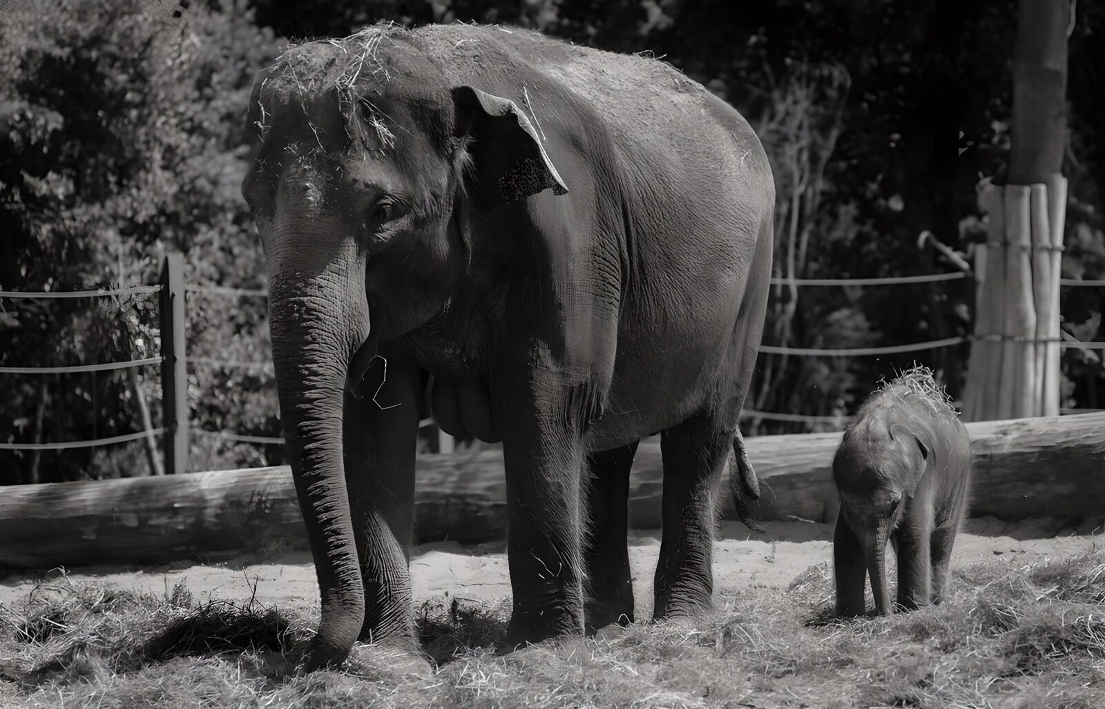 OCUK45443: Mother and Baby Elephants in Black and White