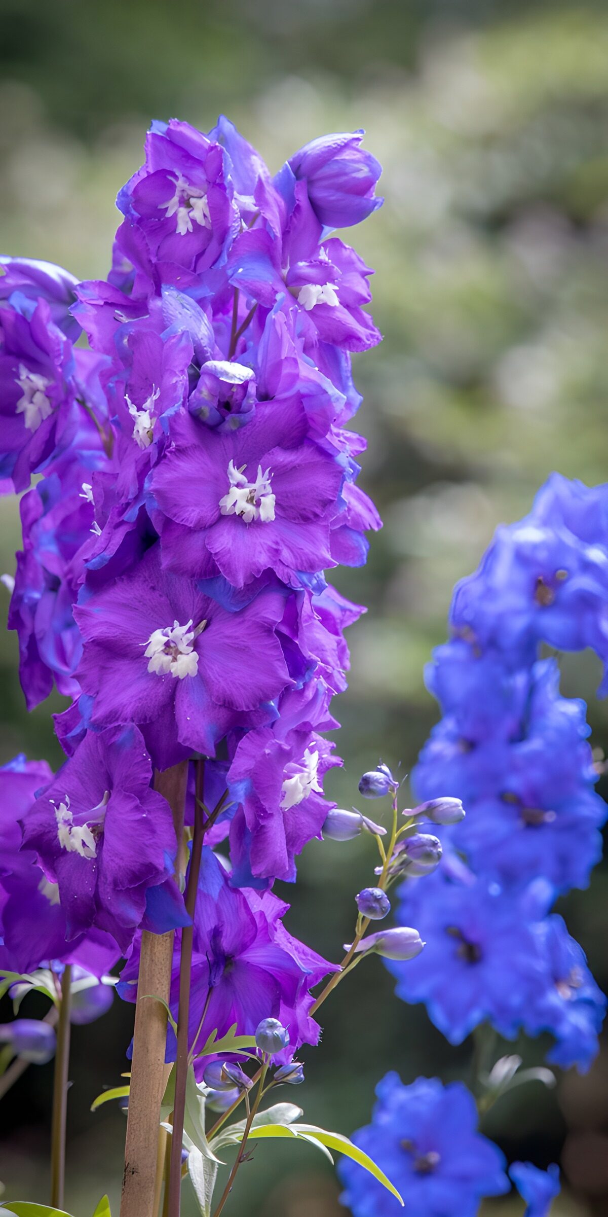 OCUK31000: Vibrant Purple and Blue Delphiniums