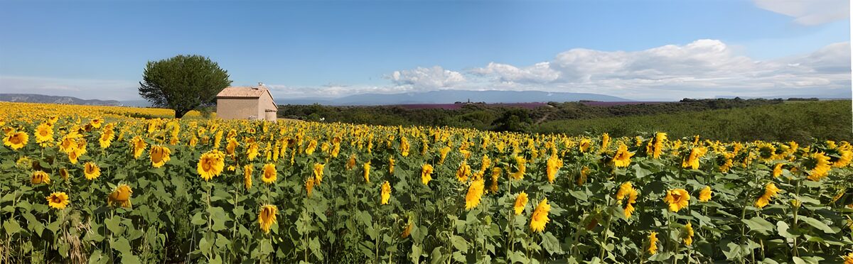 Sunflower Fields Under Blue Skies