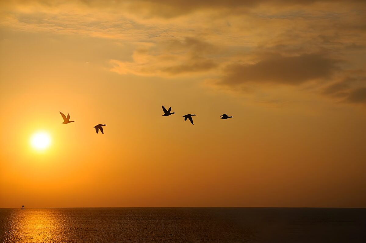 Birds in Flight at Sunset