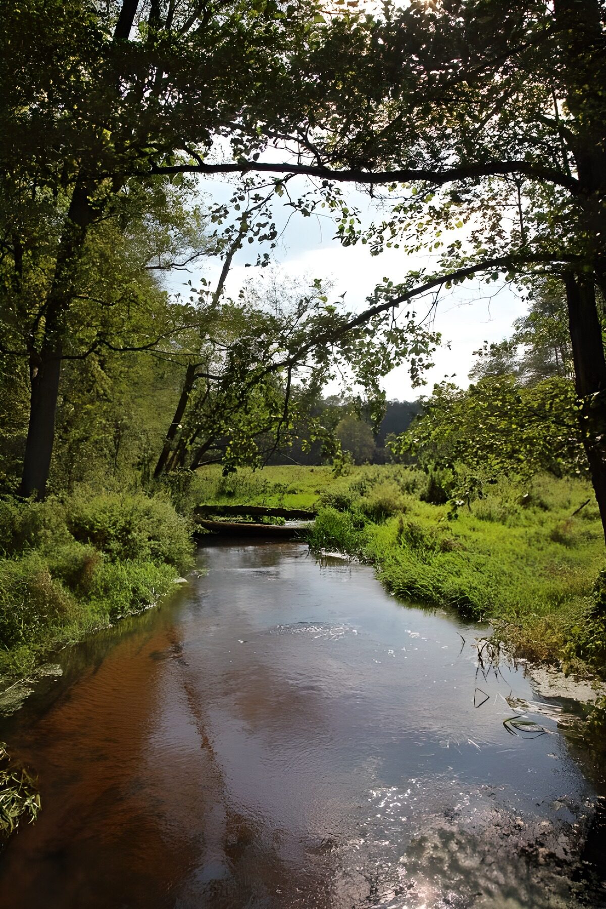 OCUK28480: Tranquil Stream in a Lush Forest