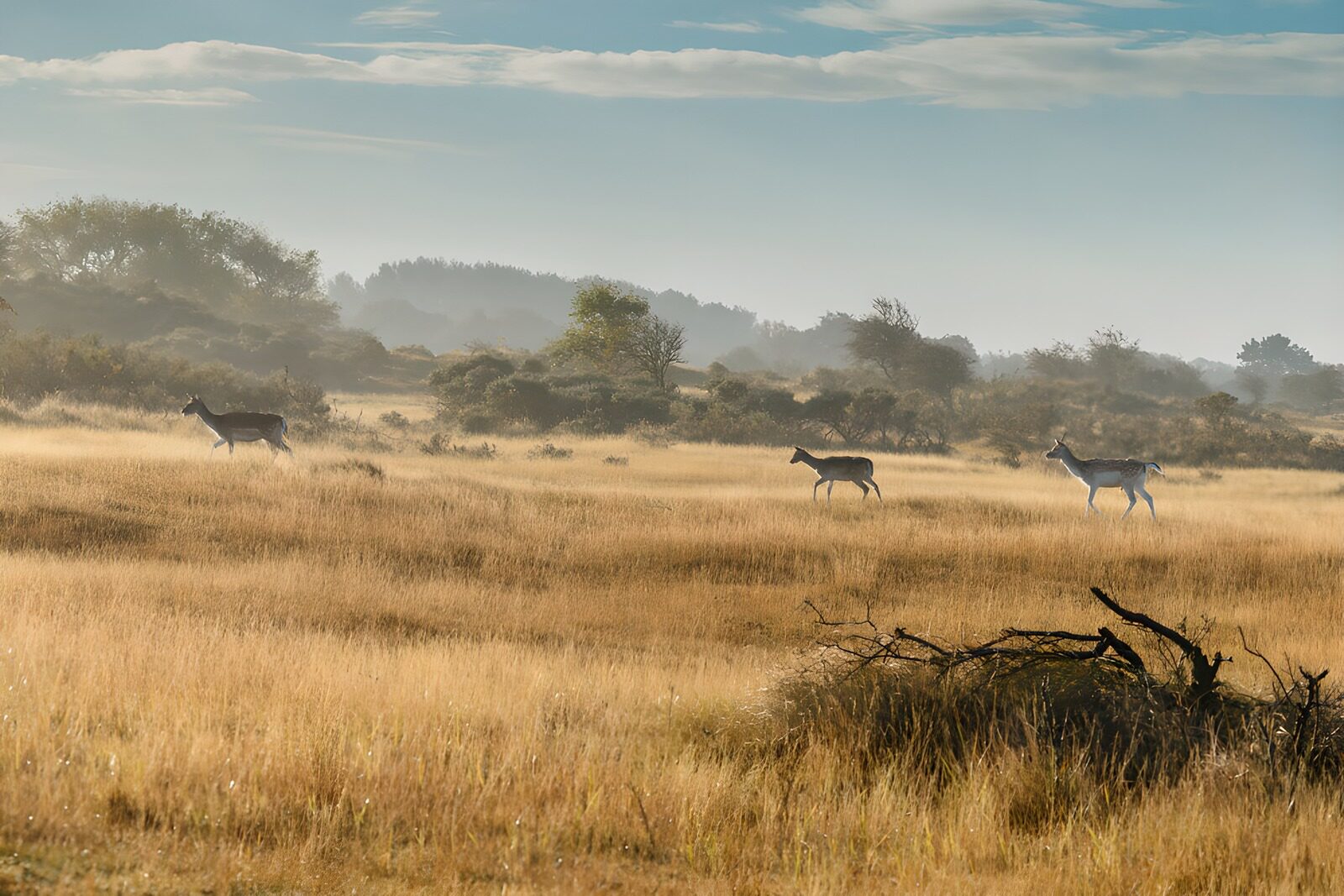 OCUK15506: Serenity in the Meadow