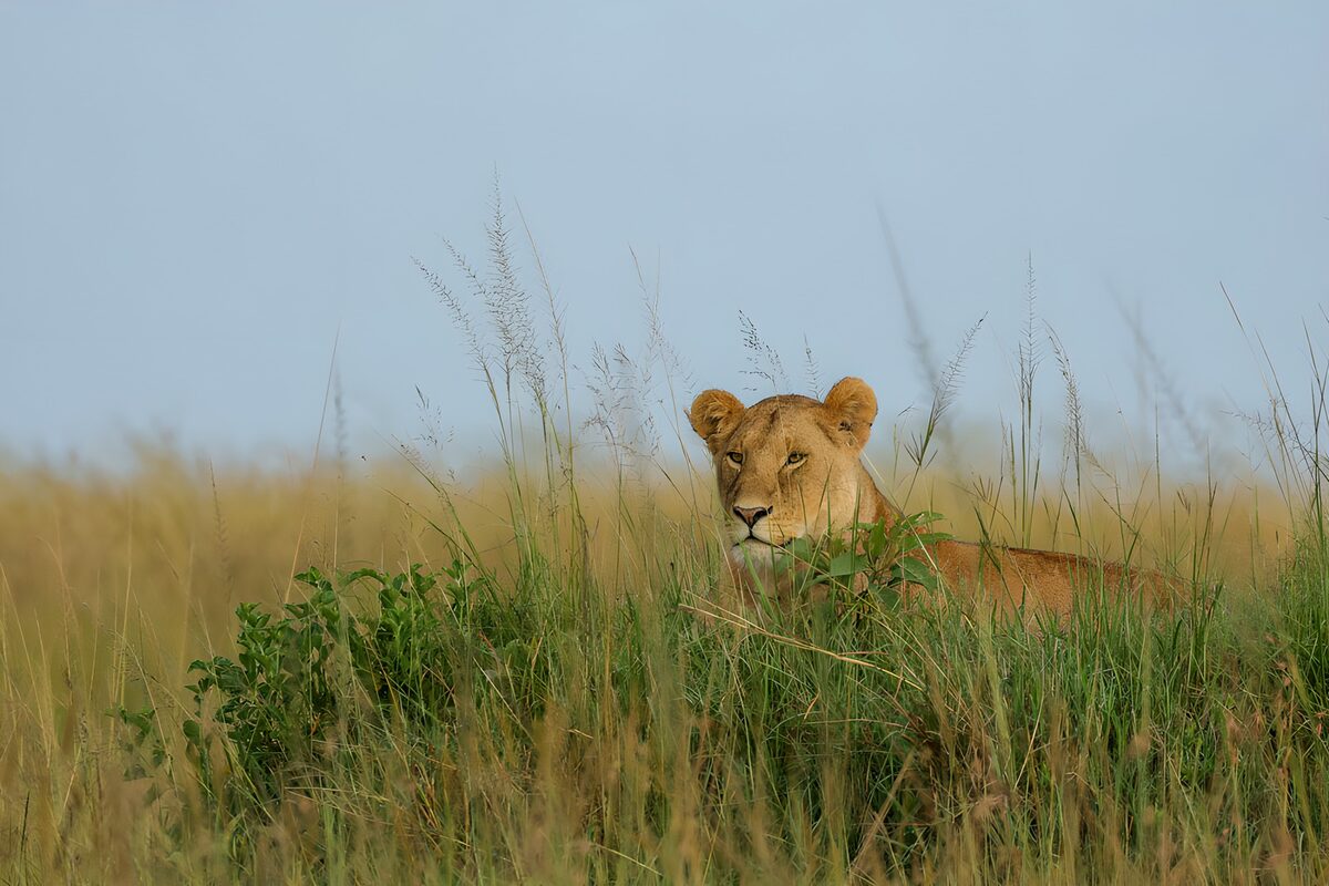 OCUK12039: Crouching Lioness in Tall Grass