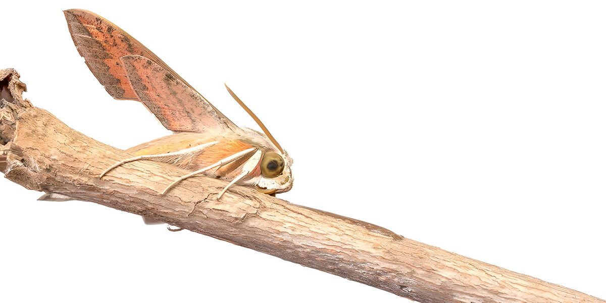 Elegant Moth on a Branch