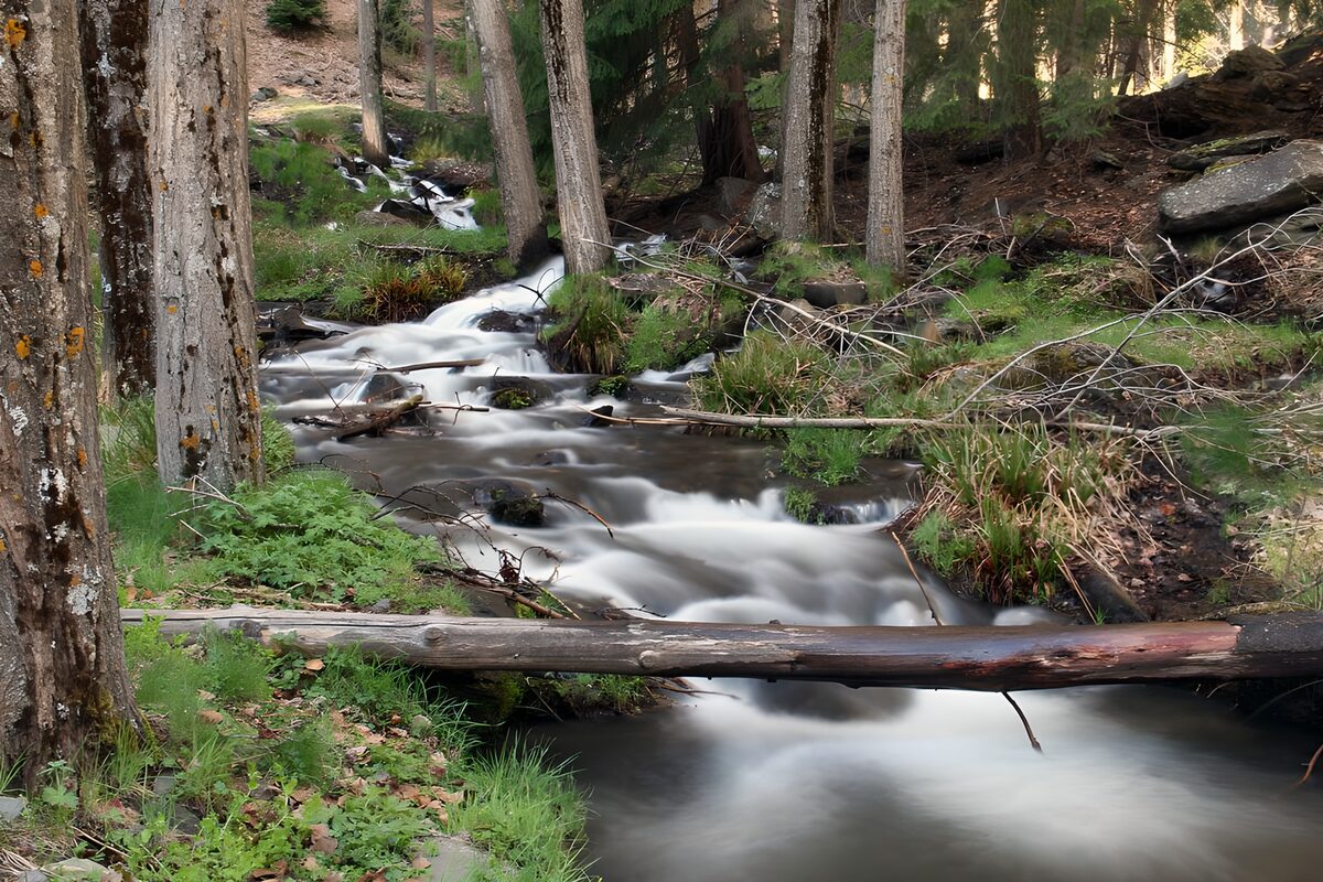 OCUK68020: Tranquil Forest Stream