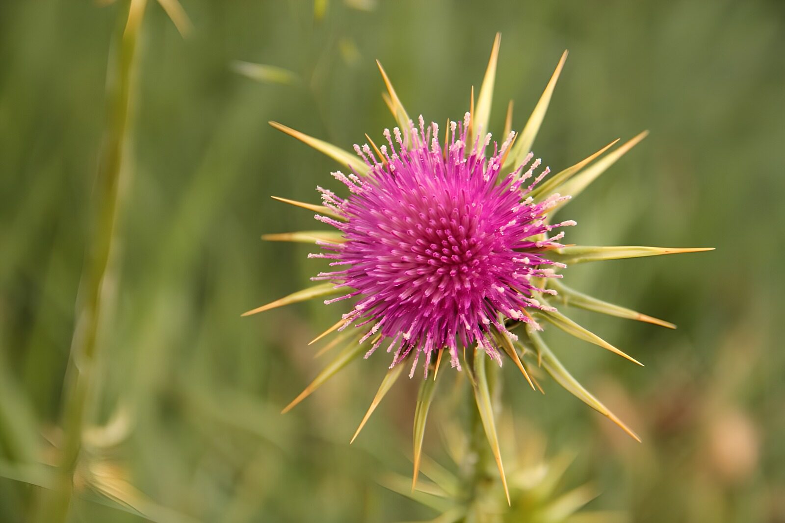 OCUK36675: Stunning Purple Thistle Flower