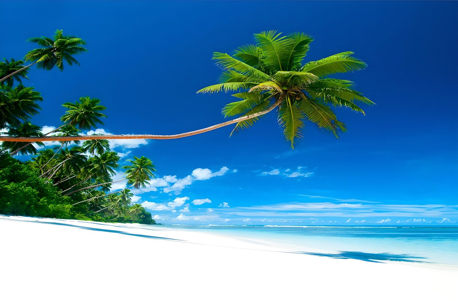 OCUK36028: Caribbean beach with overhanging palm tree