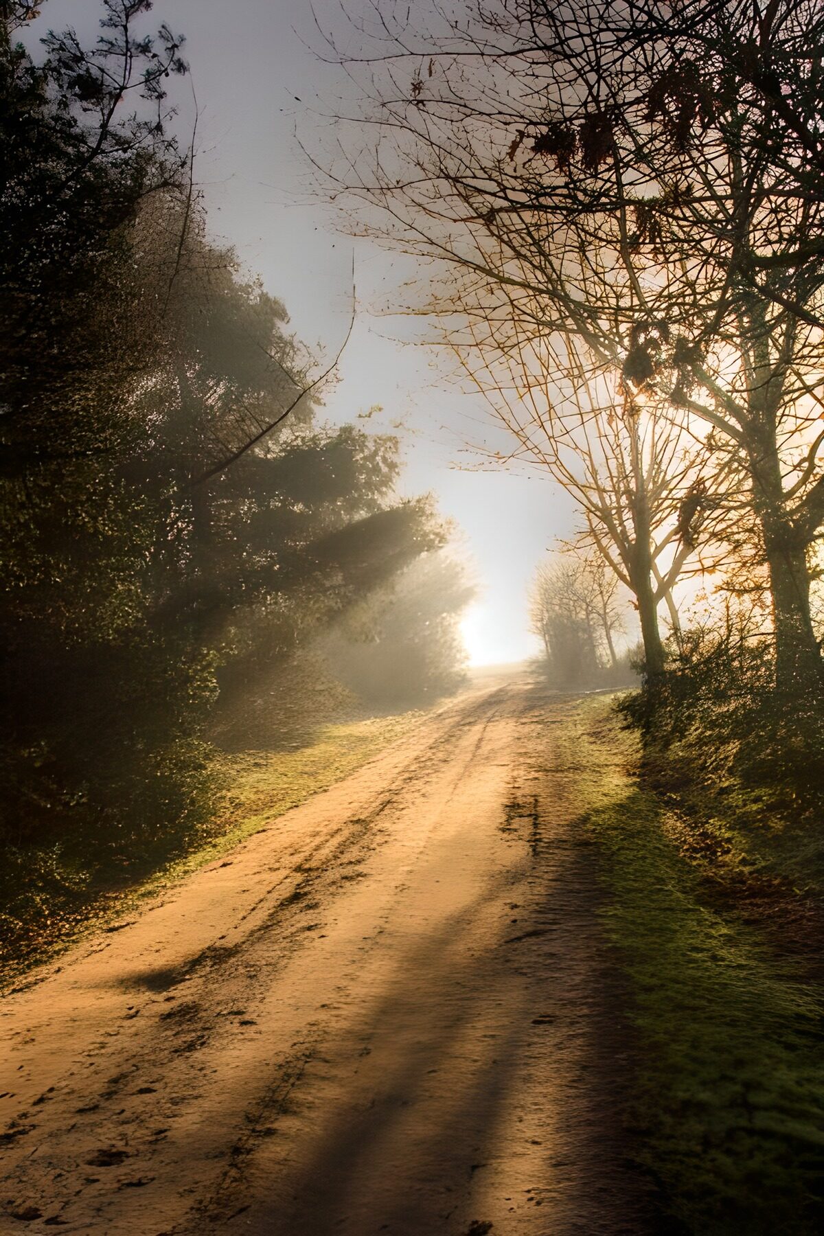 OCUK78124: Forest & Parks 6