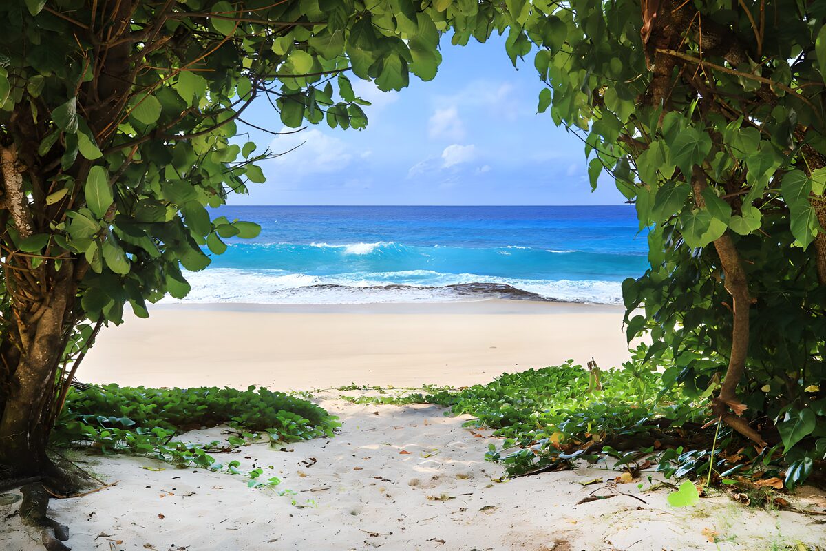 OCUK51818: Serene Beach View Through Lush Greenery