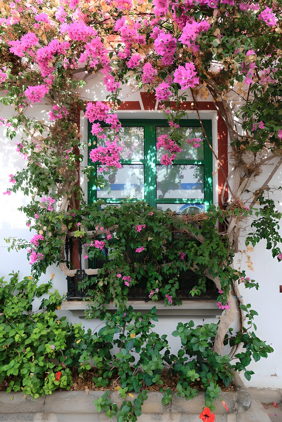 OCUK24122: Lush Bougainvillea by a Green Window