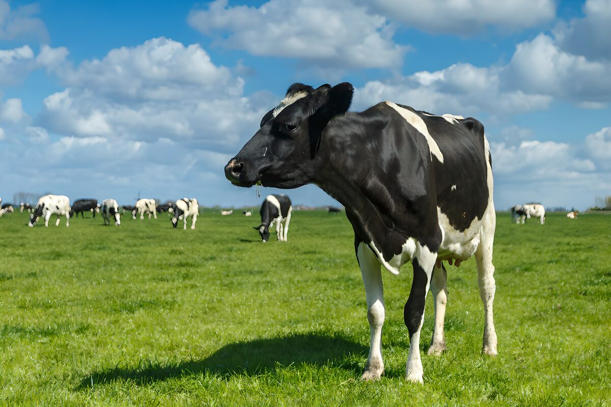 OCUK10327: Majestic Dairy Cow in Green Pasture