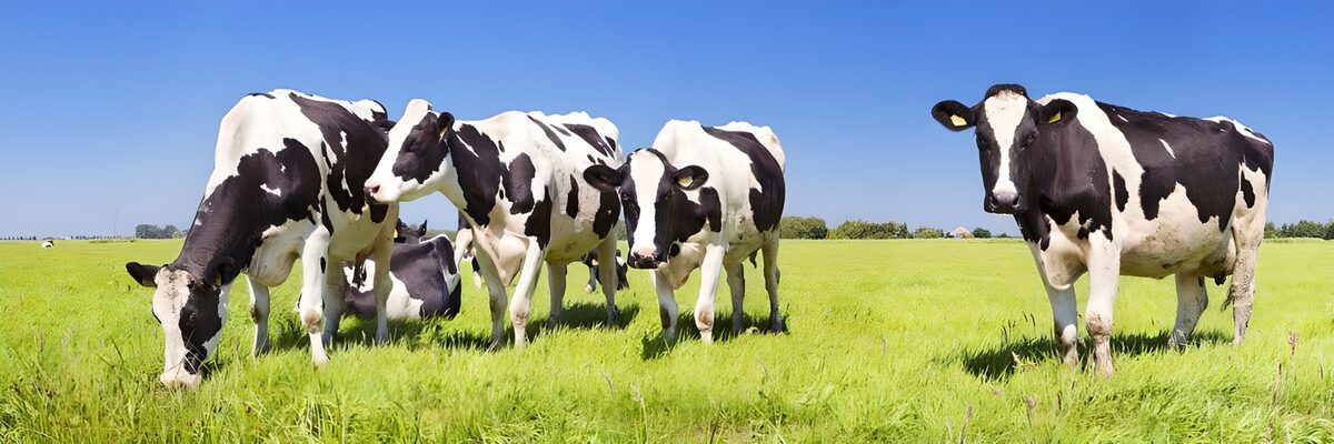 OCUK21944: Cows Grazing in a Sunny Field