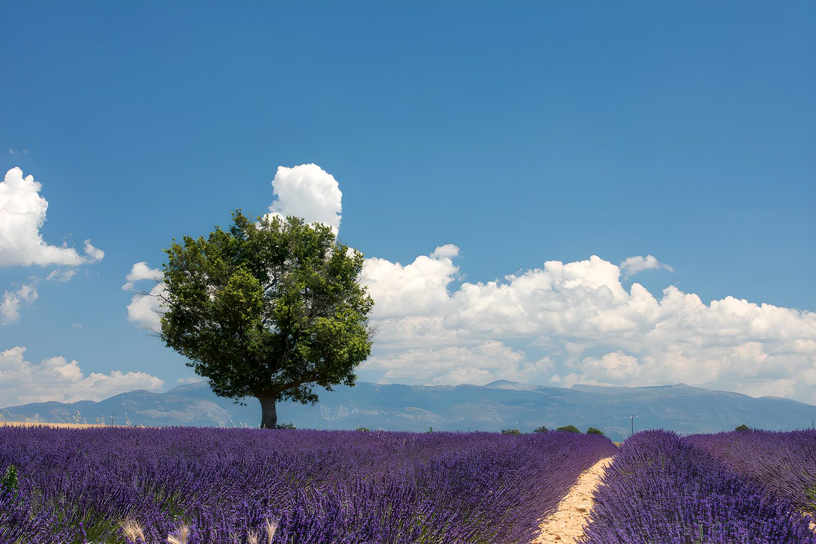 OCUK52550: Lavender Fields Under Blue Skies