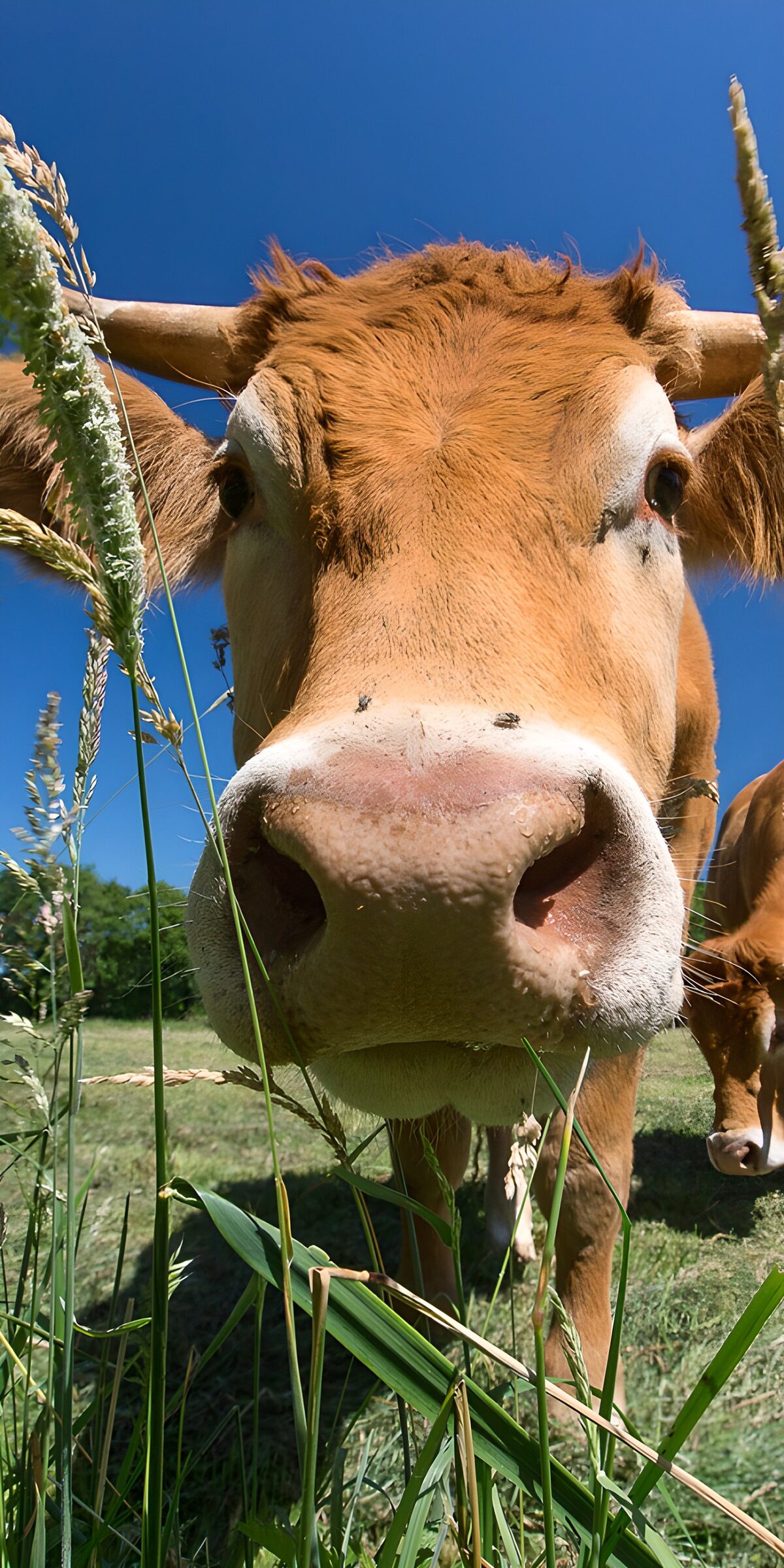 OCUK36443: Close Encounter with a Curious Cow