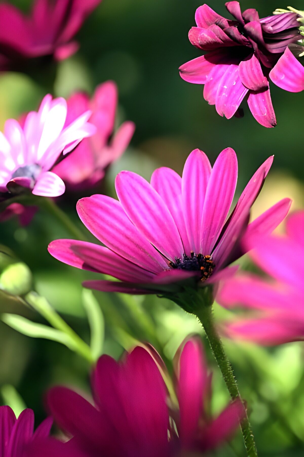 Flower photo 134