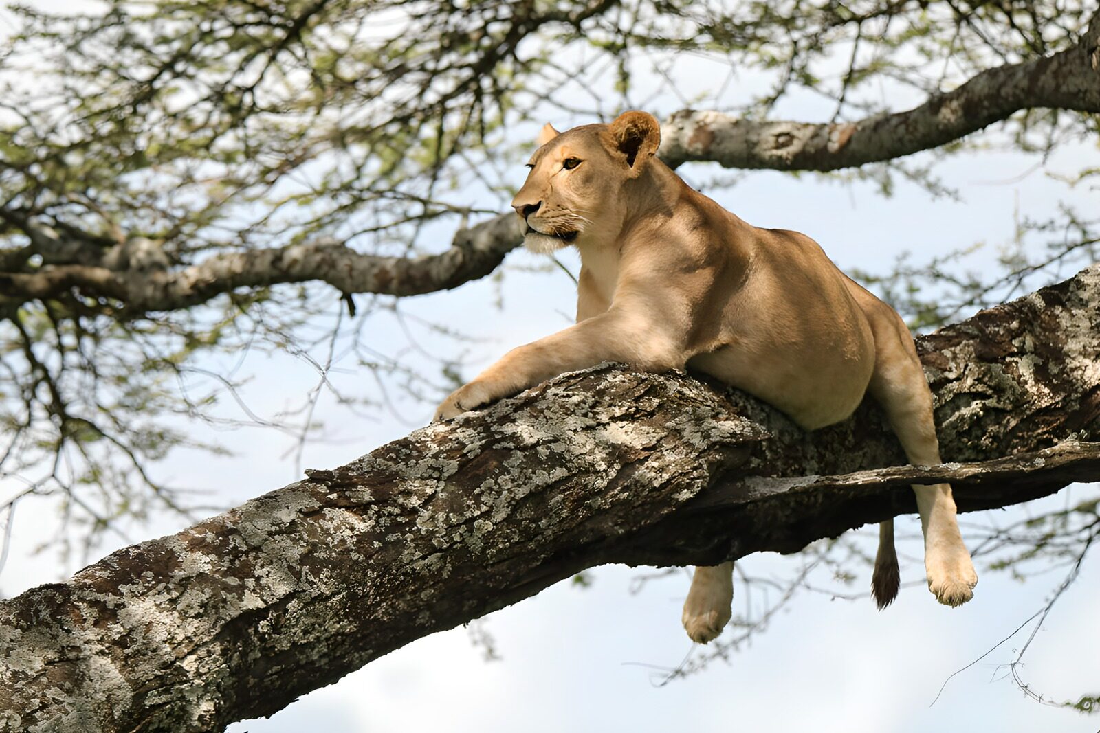 OCUK33157: Lioness Relaxing in a Tree