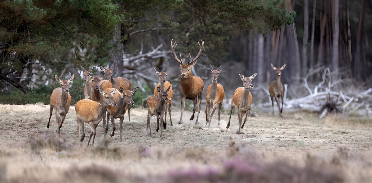 OCUK10398: "A Herd of Deer in the Forest"
