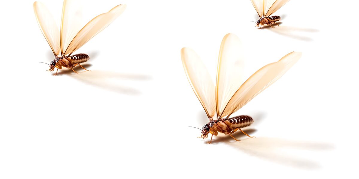 OCUK32374: Winged Termites in Flight