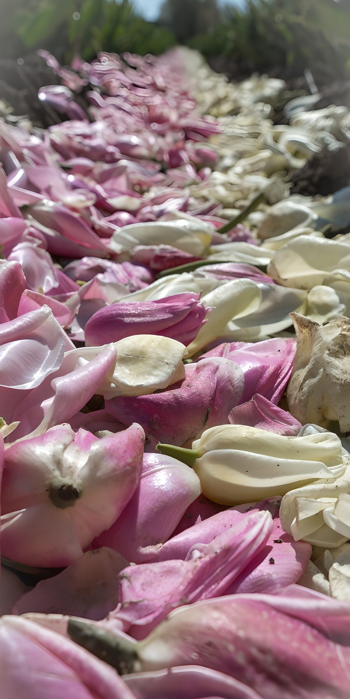 OCUK67470: Petal Pathway in Bloom
