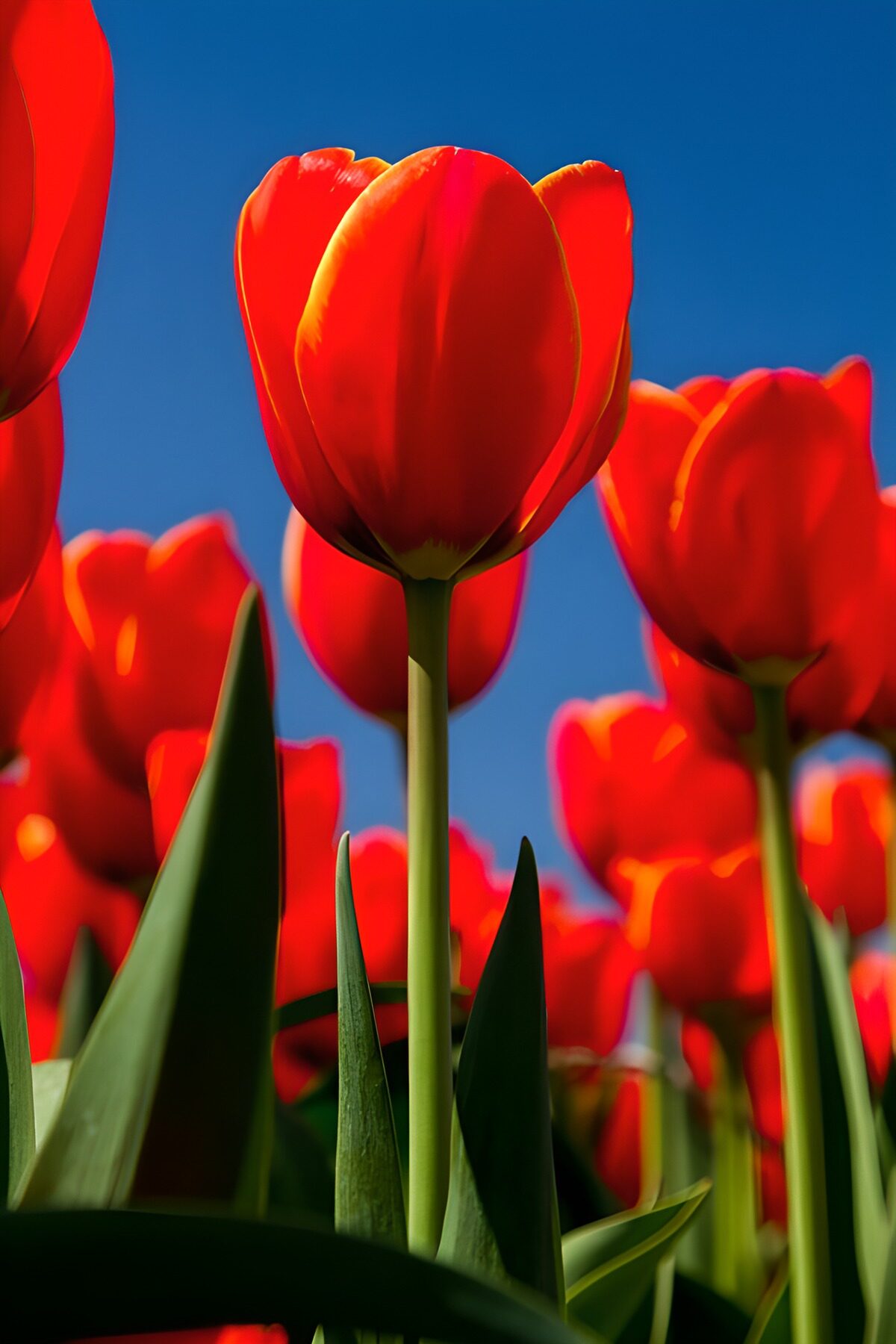 OCUK84241: Vibrant Red Tulips in Sunlight
