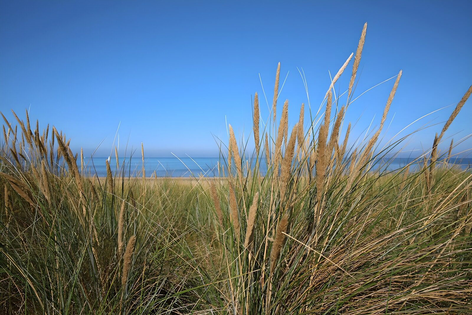 OCUK57413: Marram grass at the beach in "Bergen"