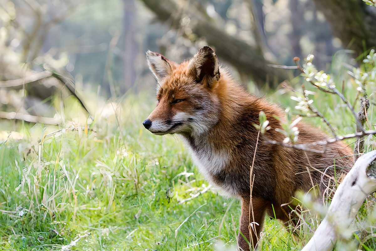 OCUK31550: Majestic Fox in Nature