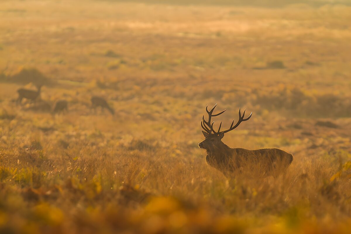OCUK35249: Majestic Stag in Misty Meadows