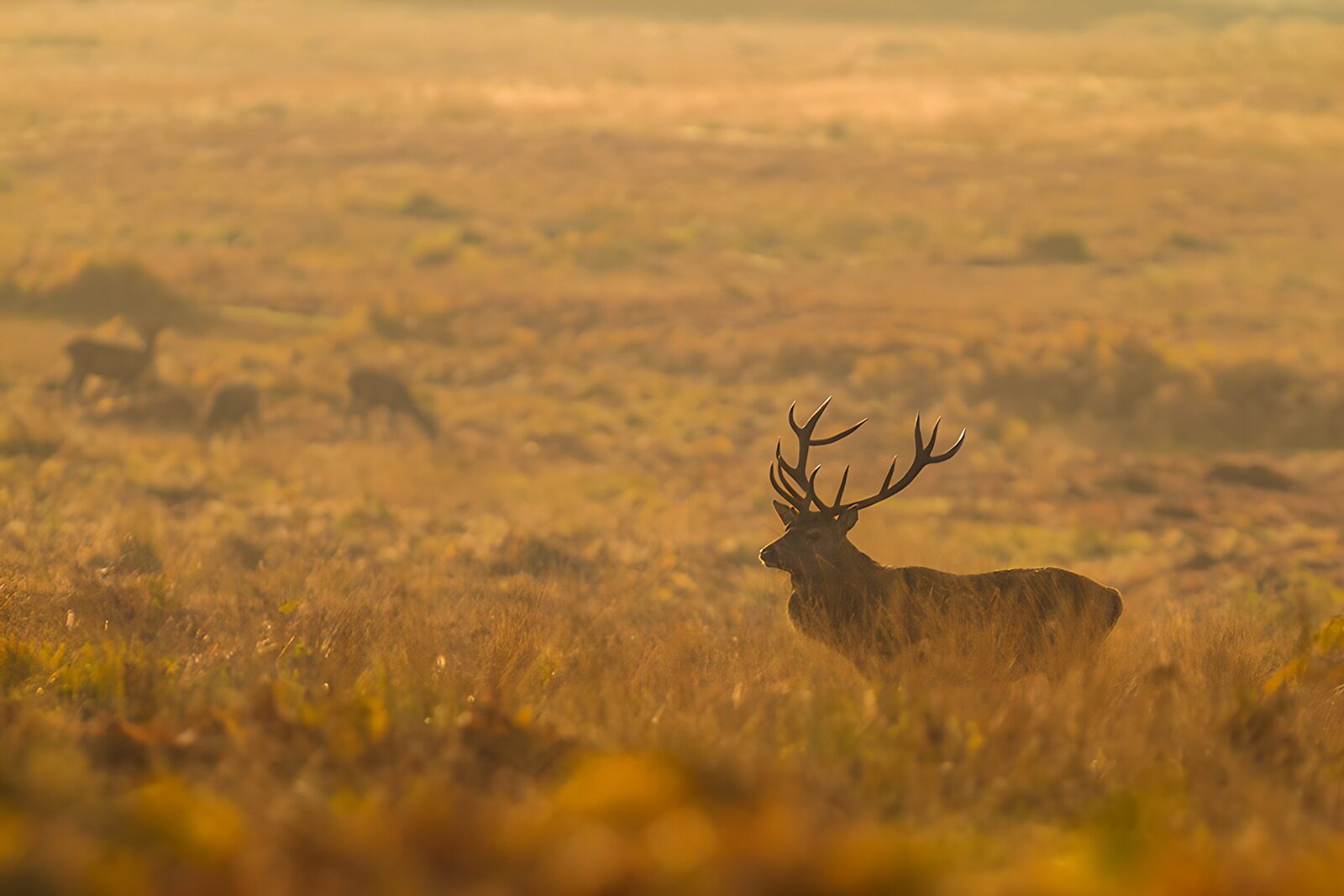 OCUK35249: Majestic Stag in Misty Meadows