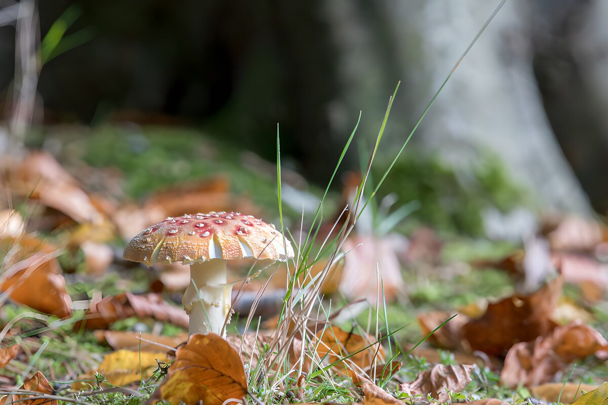 Vibrant Mushroom Among Autumn Leaves