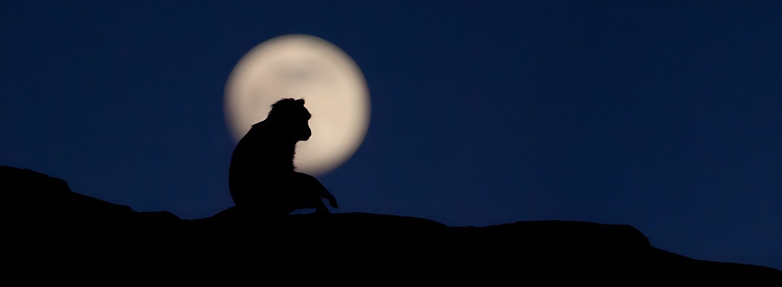 OCUK73259: Monkey Silhouette Against Full Moon