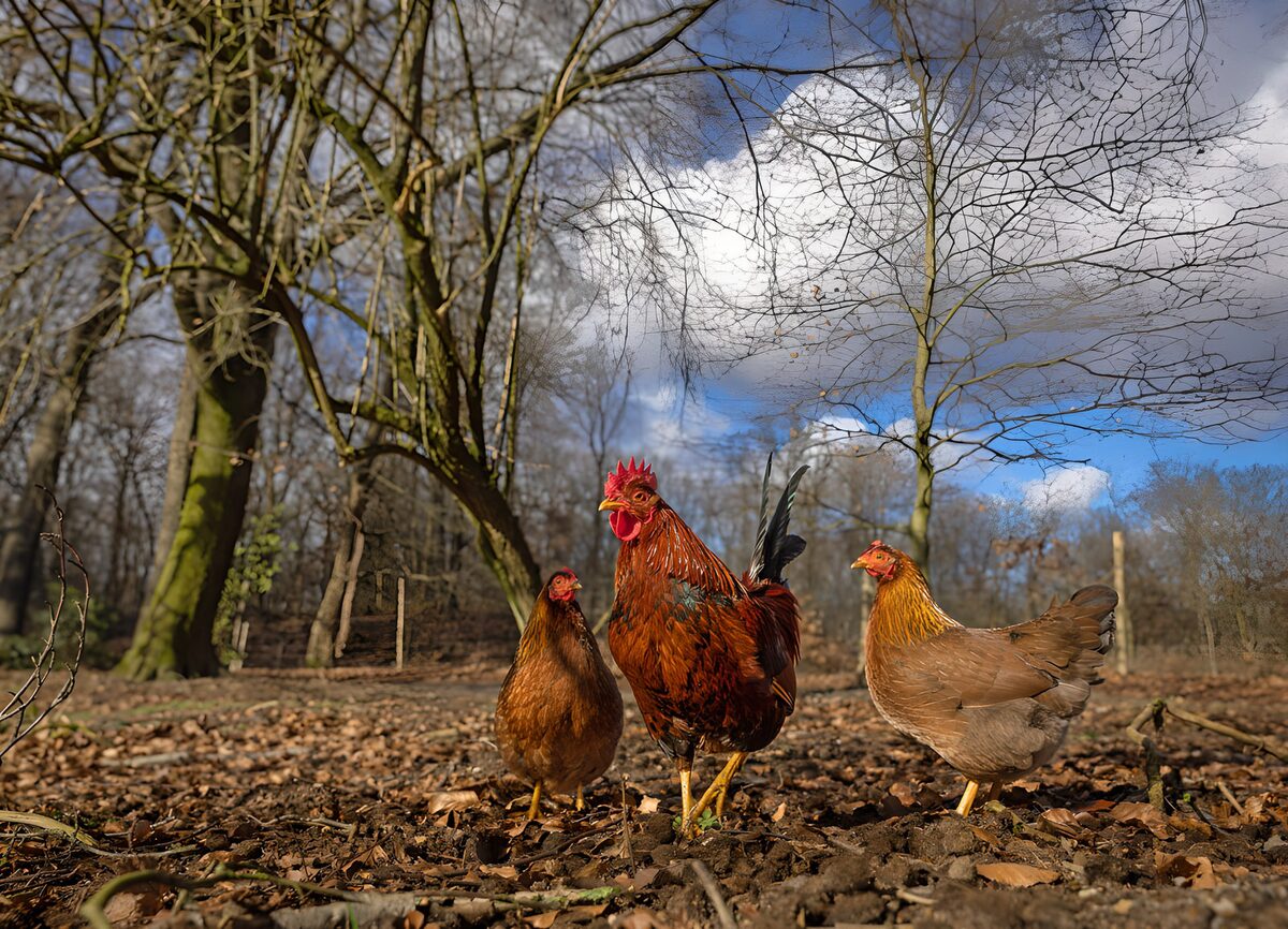 OCUK21982: Chickens Roaming in Nature
